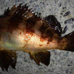 根魚狙い　カサゴ、メバルの釣果